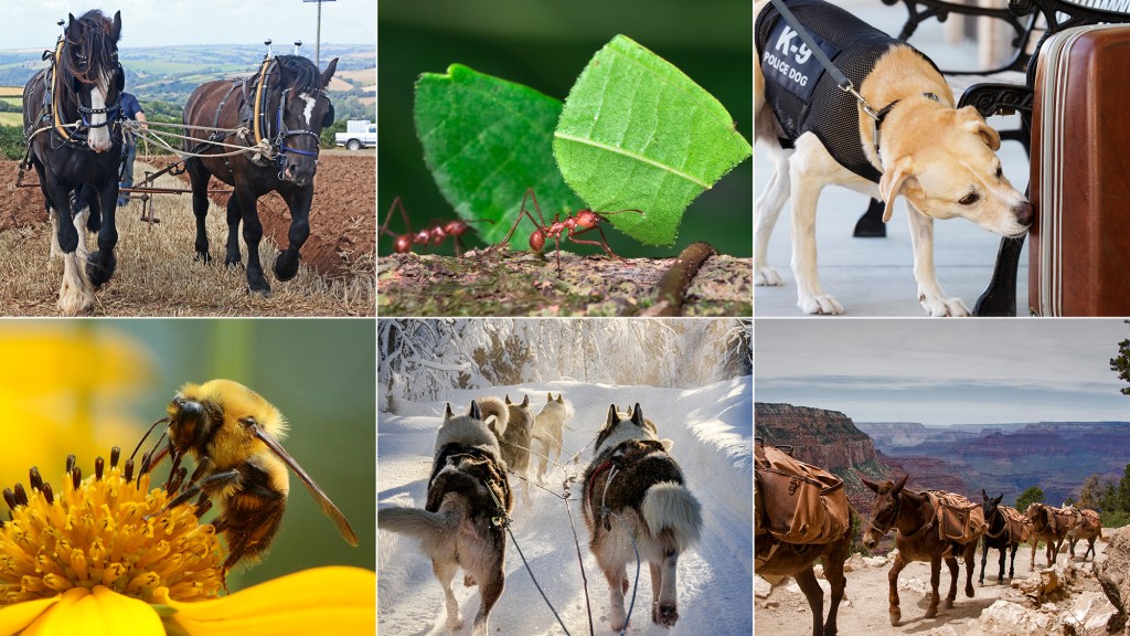 Rising Cost Of Living Forcing More Buddhists To Continue Working Years Into Reincarnation