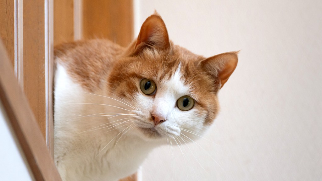 Cat Follows Man Through Apartment Like Racist Walgreens Employee