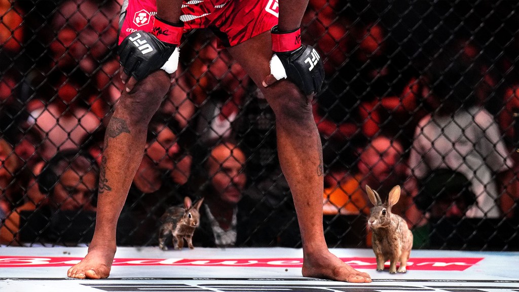 Dana White Can’t Believe Rabbits Still Getting Beneath Octagon Fence