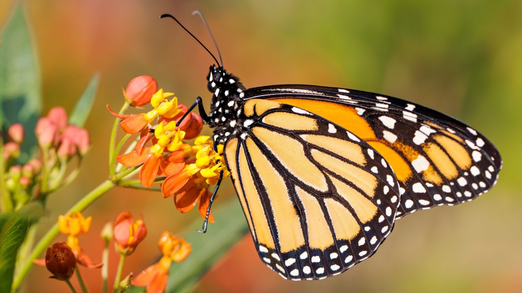 EPA To Monarch Butterflies: ‘Count Your Fucking Days’