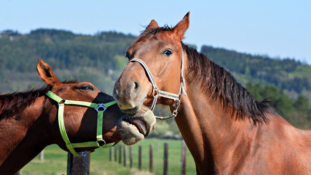 Horse Carefully Assesses Potential Mate For Also Being Horse