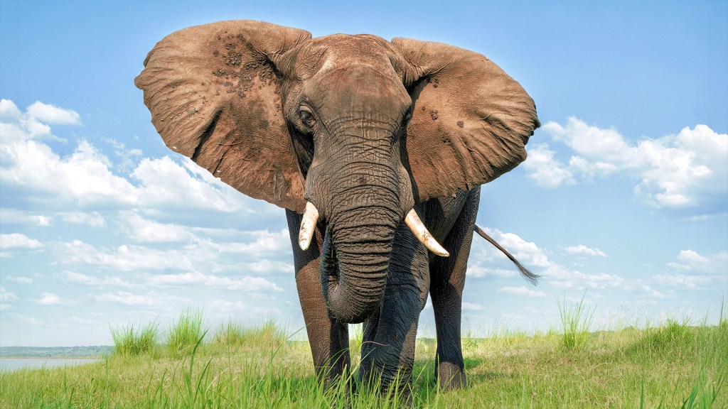 Study: Elephants Only Other Species Capable Of Leveraging Synergies In Brand Portfolio